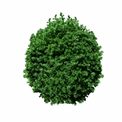 куст без фона png скачать
